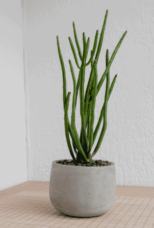 Button Fern2